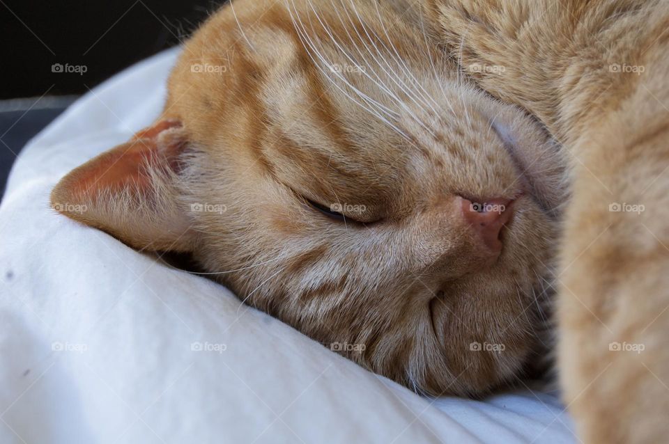 Portrait of Orange cat sleeping in the bed 