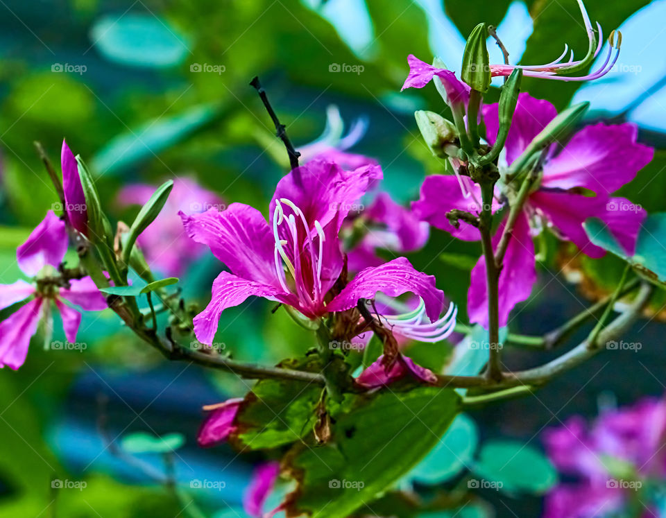 Floral photography - Hongkong orchids