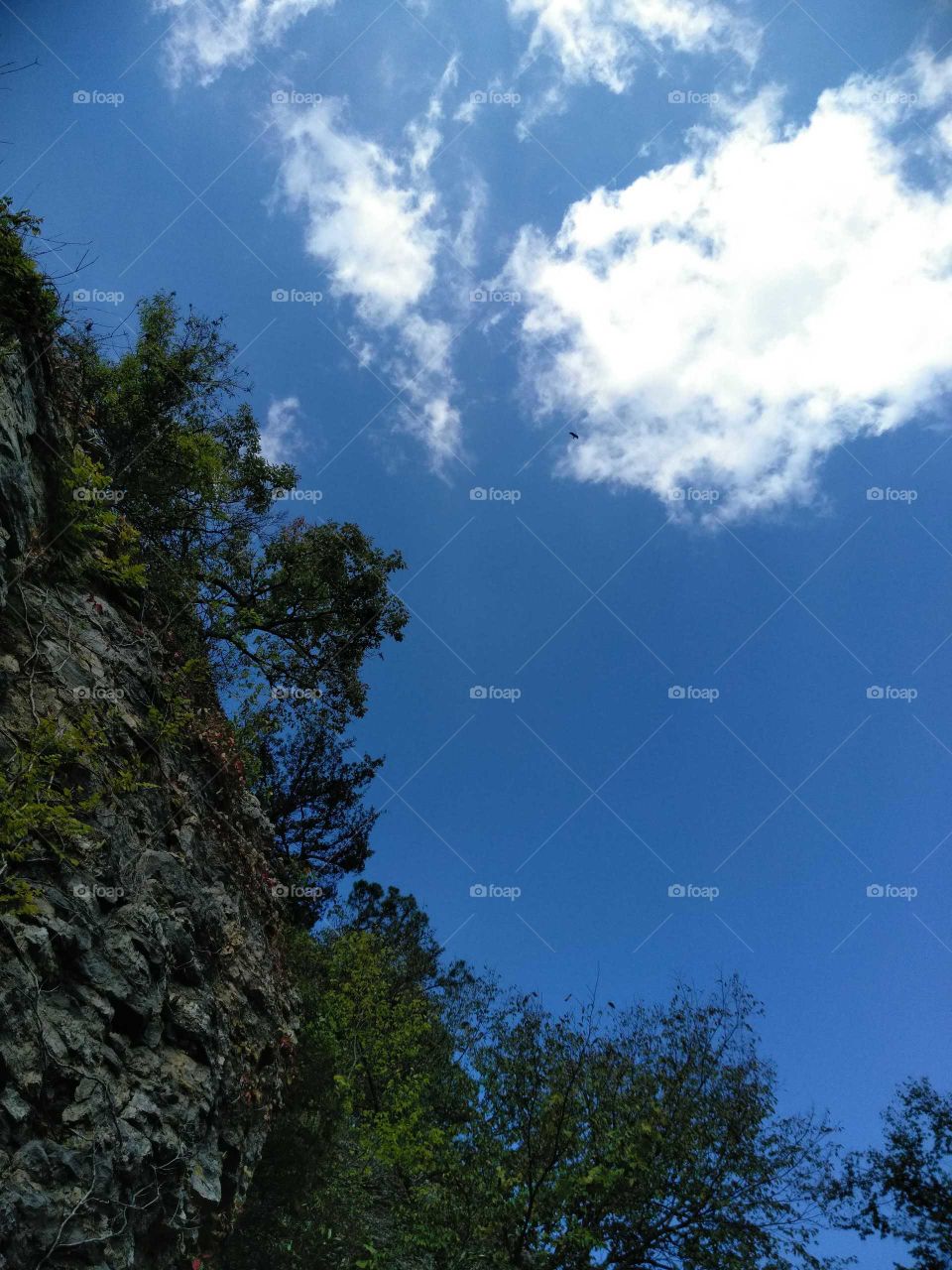 Beautiful sky and hawk