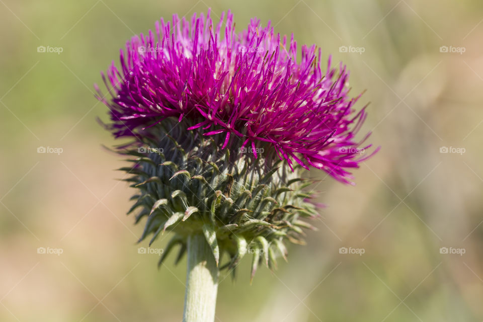 Blooming thistle bud. Close up