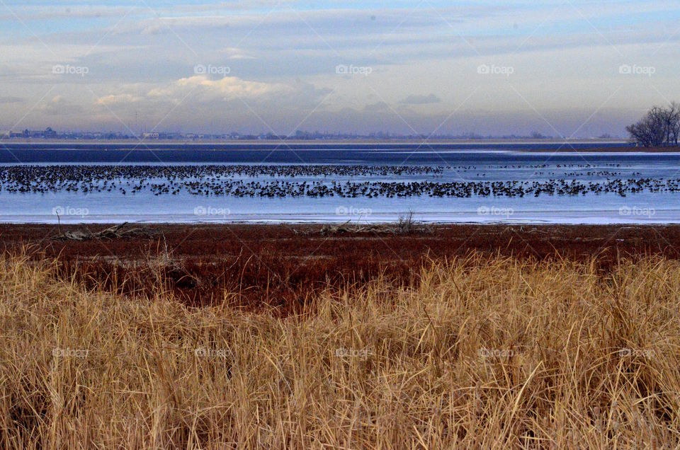 Barr Lake Migration