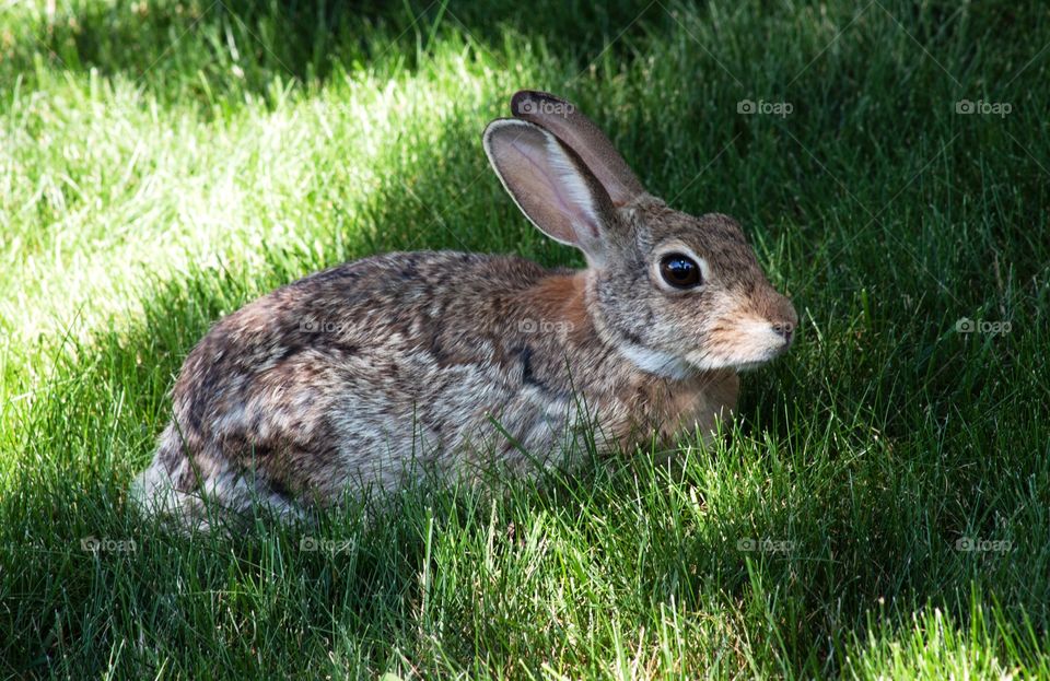 Wild rabbit 