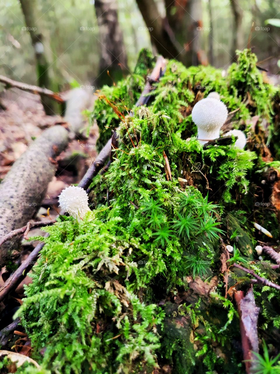 First onions this year