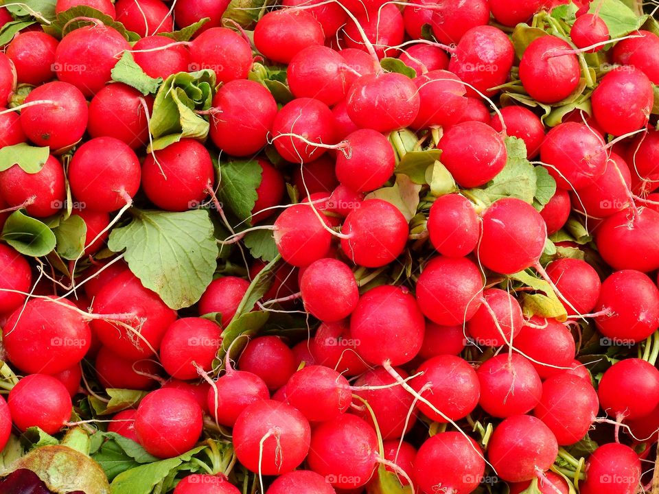 Red  radishes