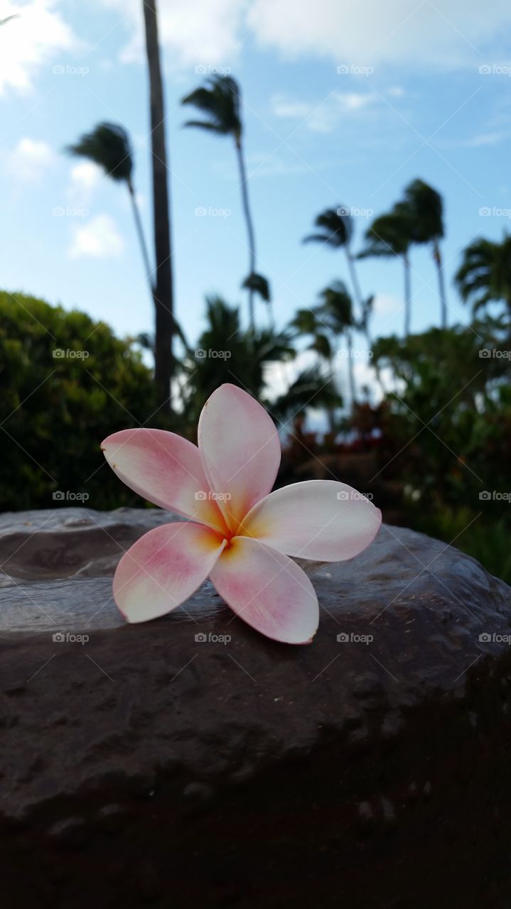 Pink Flower. Before the Luau