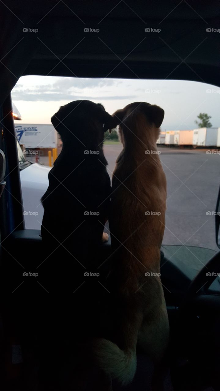 window pups