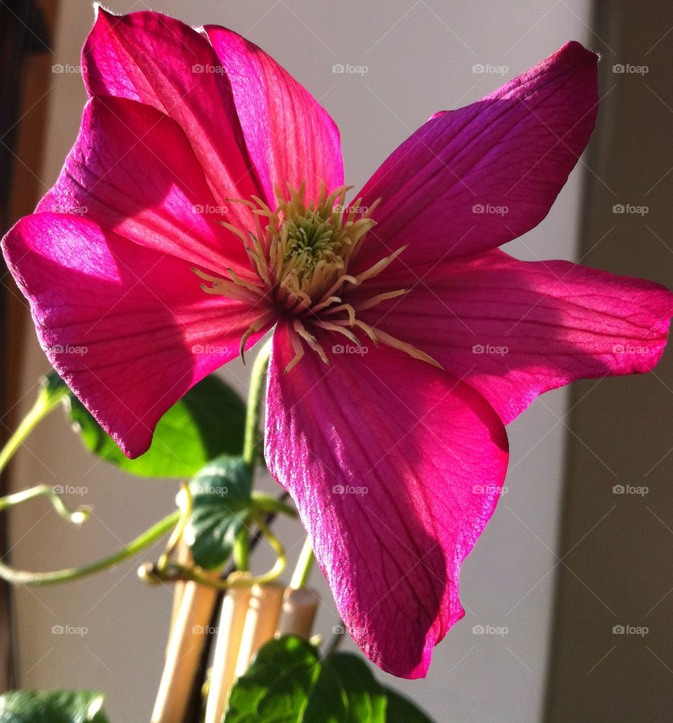 garden botany flower de by bj