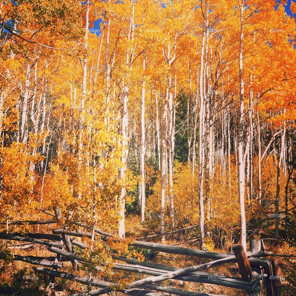 Aspen Autumn colors