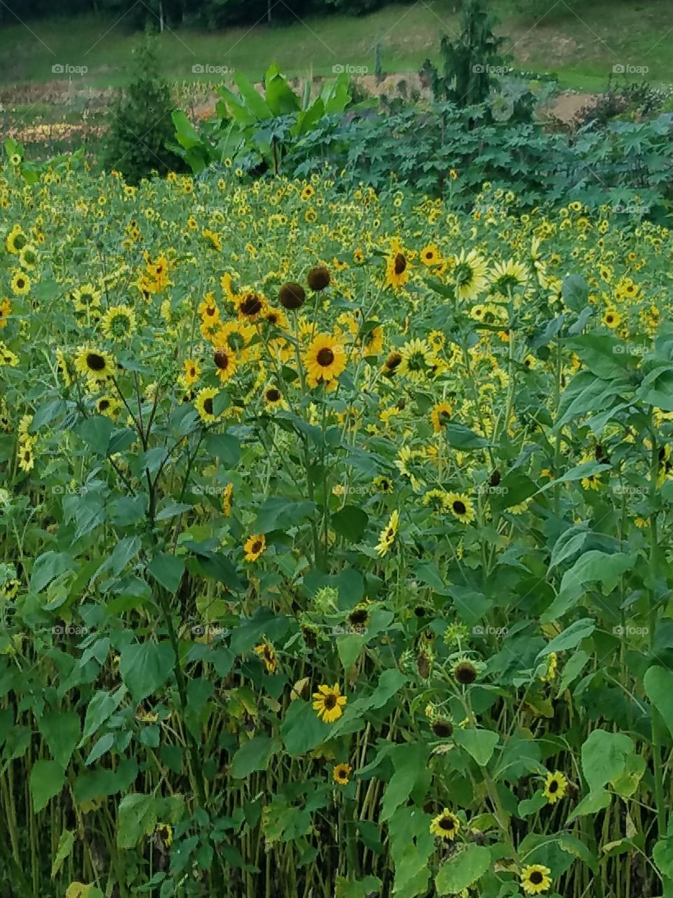 Happy sunflowers