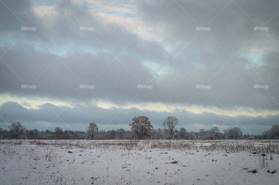 Winter rural landscape in blue tones with a row of distant trees