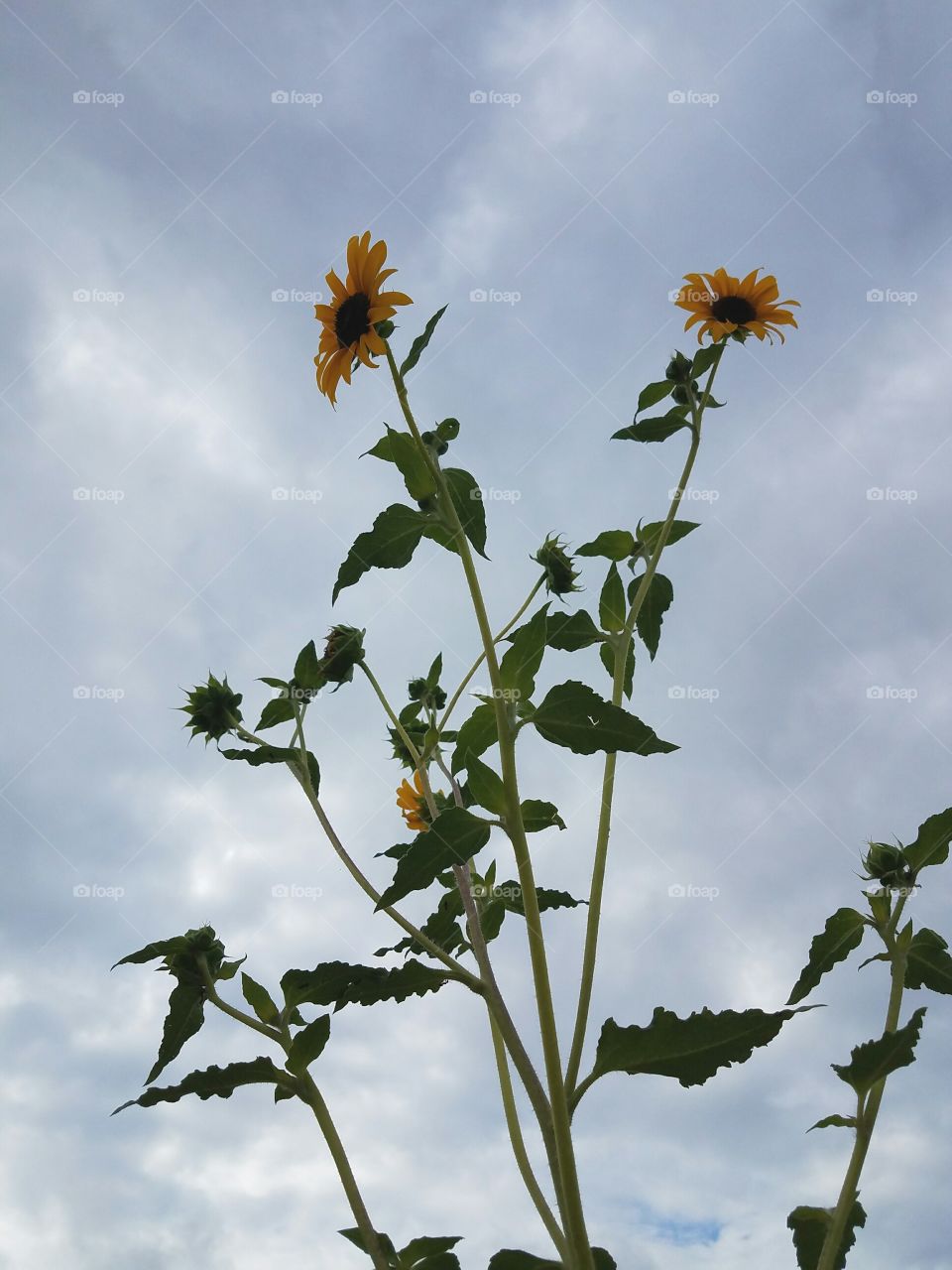 Sunflowerd against clouds