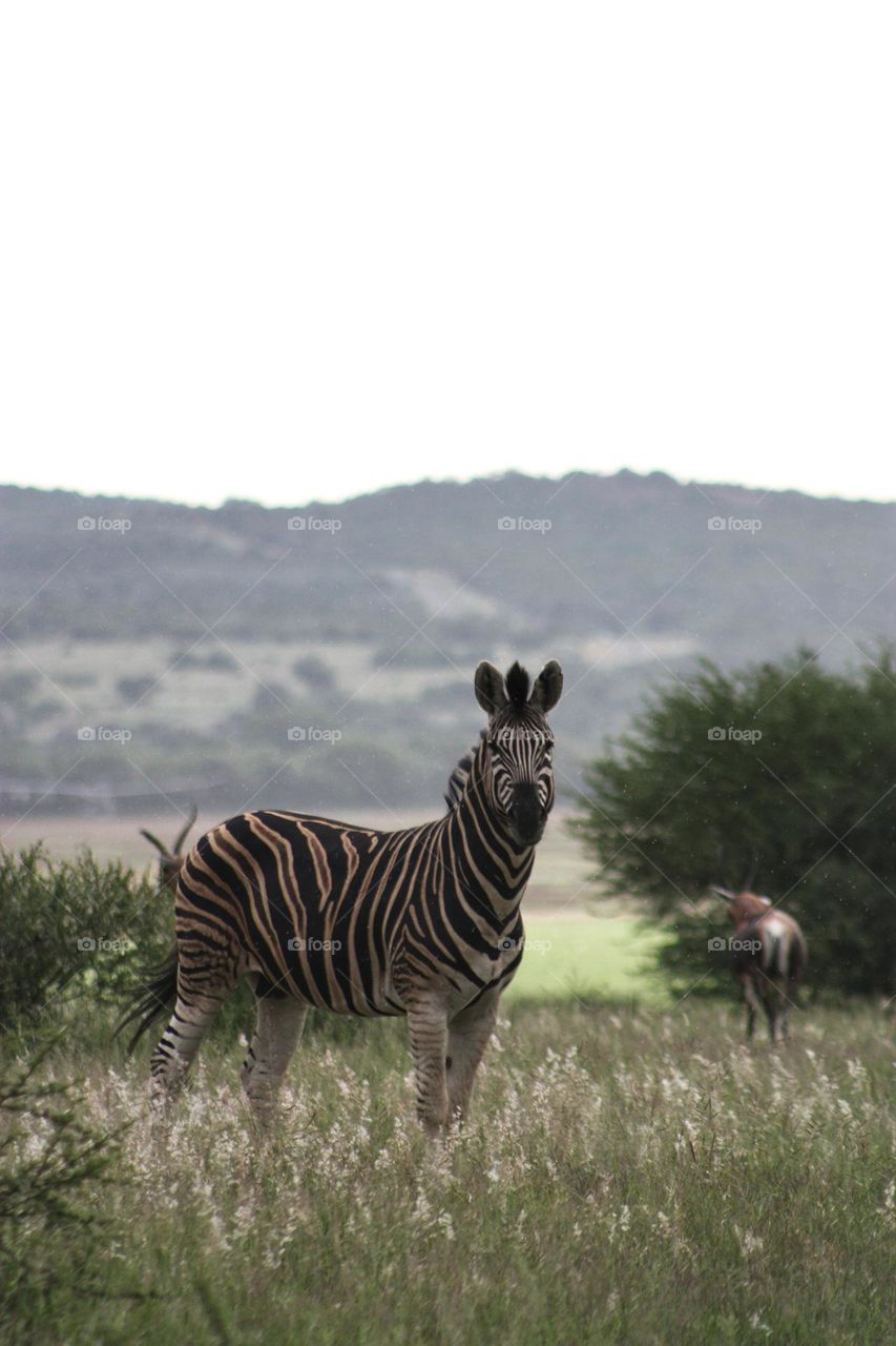 Zebra in the morning