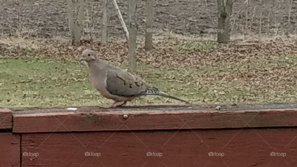 Nature, Bird, No Person, Outdoors, Wood