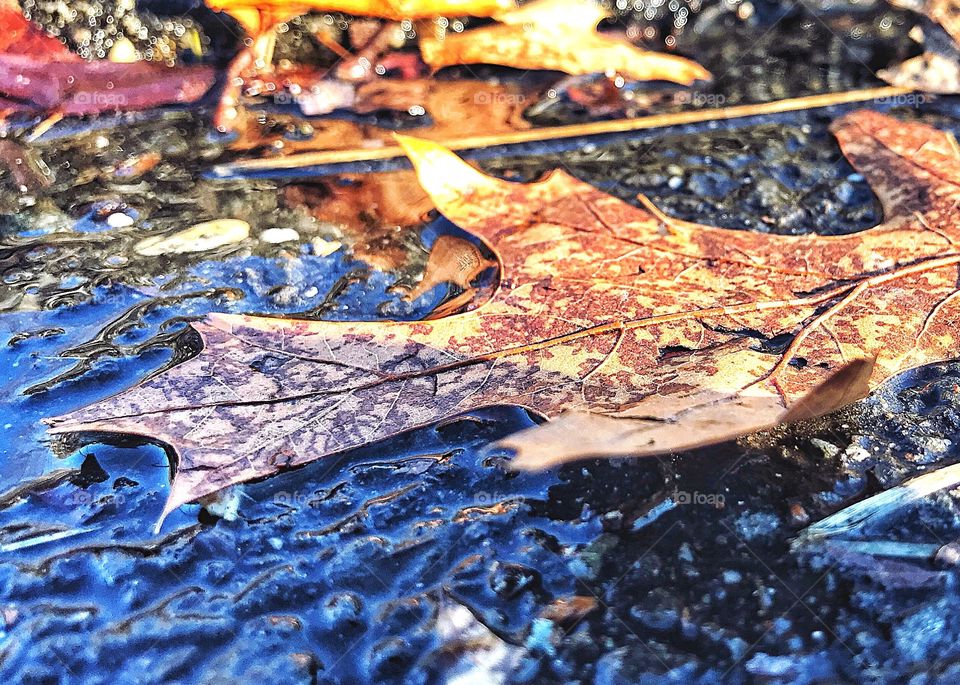 Leaf on meltwater...