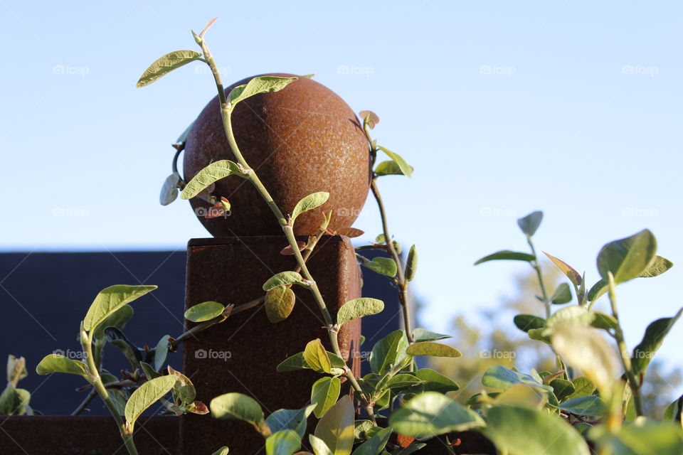 Leaf, Nature, Flora, Growth, No Person
