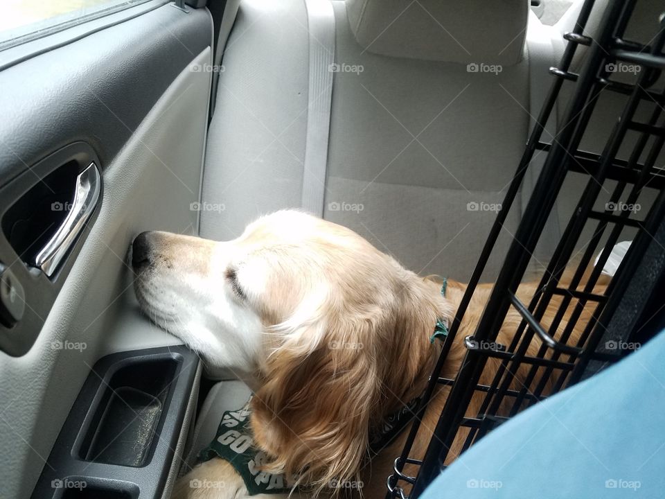 In the back seat, my golden retriever gets comfy for a long ride