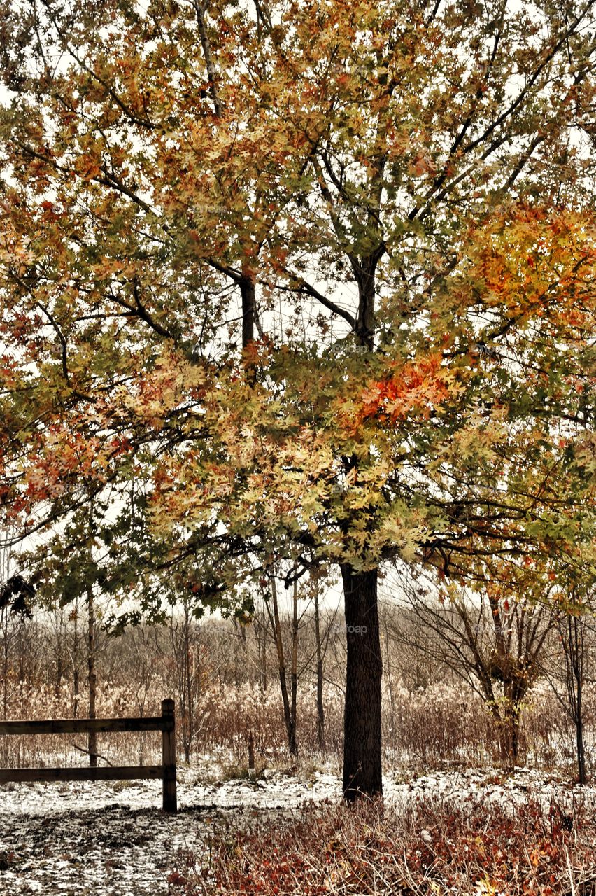 Winter and fall meet in the park