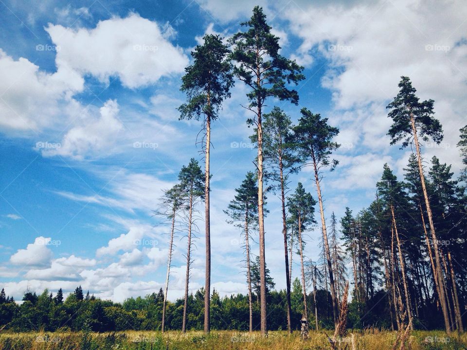 Beautiful landscape with high trees under cloudy