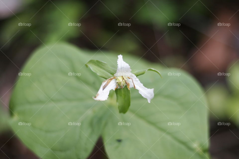 trillium flower