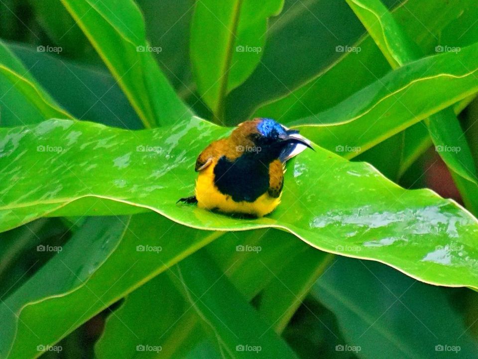 Bird on a leaf