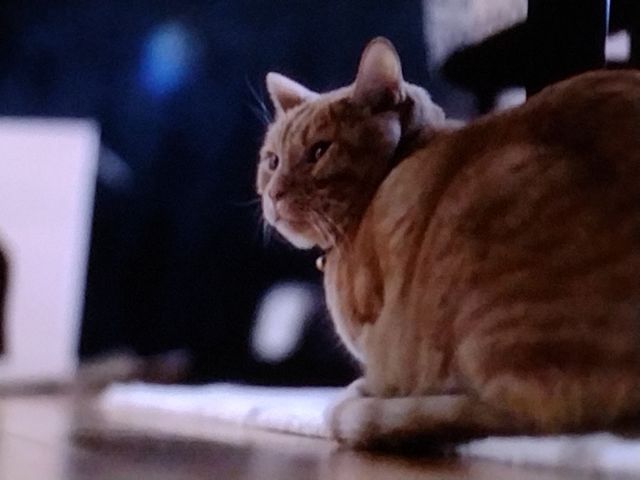 Live with Pets