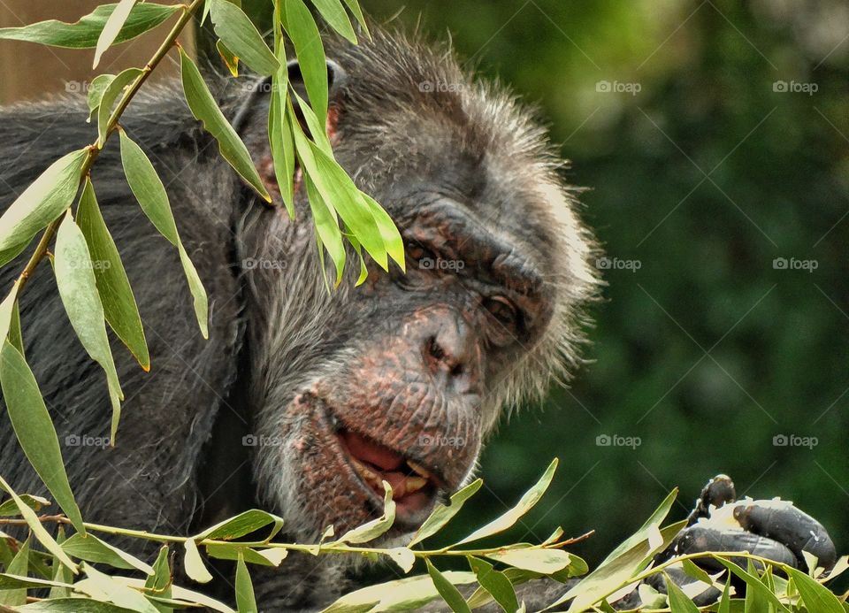 Chimpanzee In The Bush. Chimpanzee Eating Green Tree Leaves

