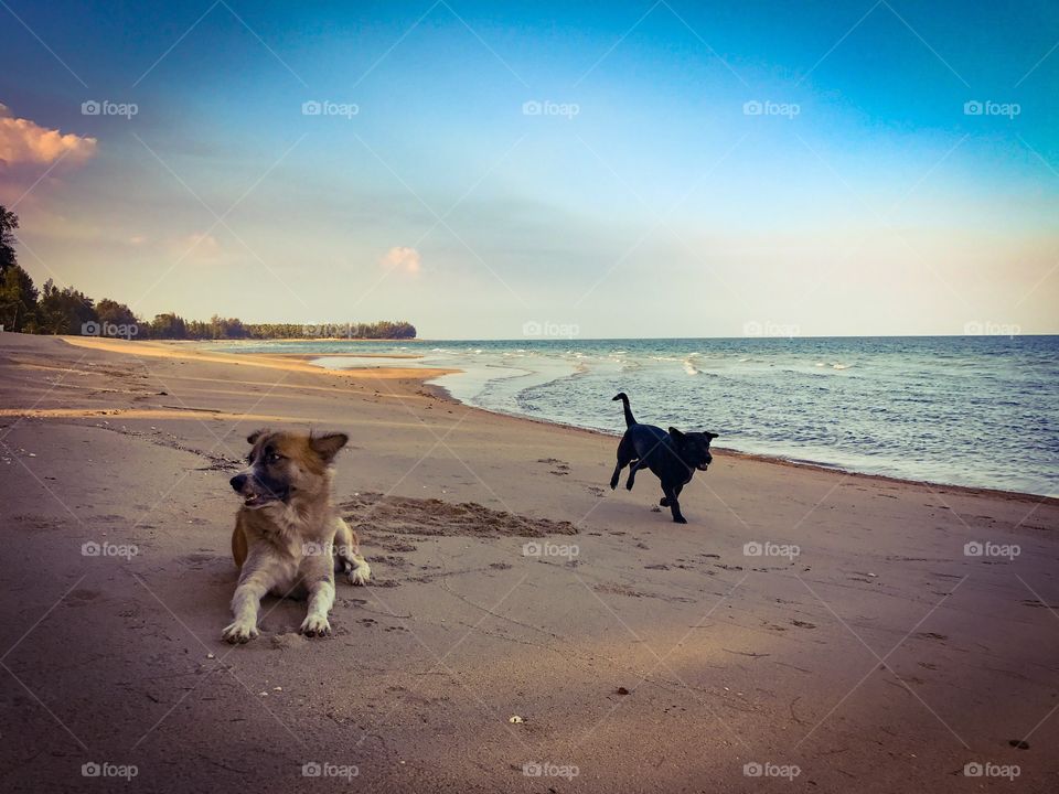 Two friendly dogs on tropical sandy beach in Thailand