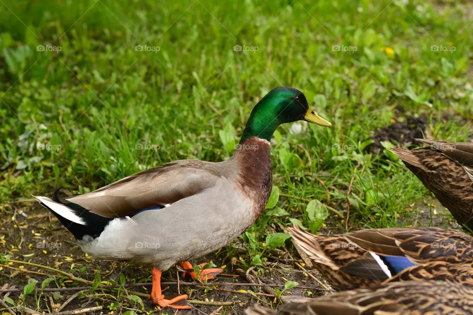 duck