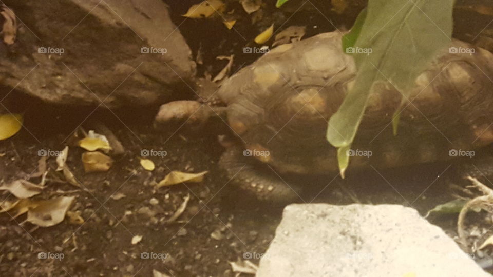 turtle at zoo