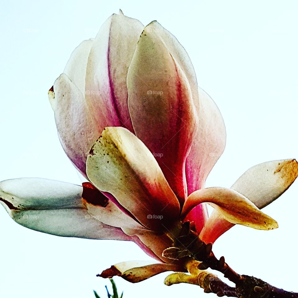magnolia, spring, flower, garden