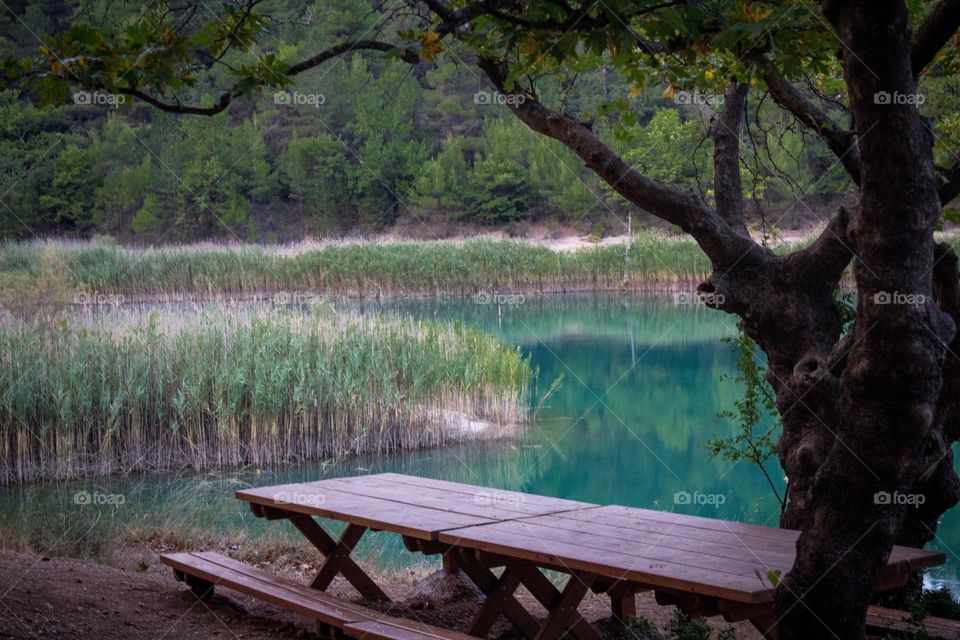 lake with green water and reflections and a plane tree and a bench