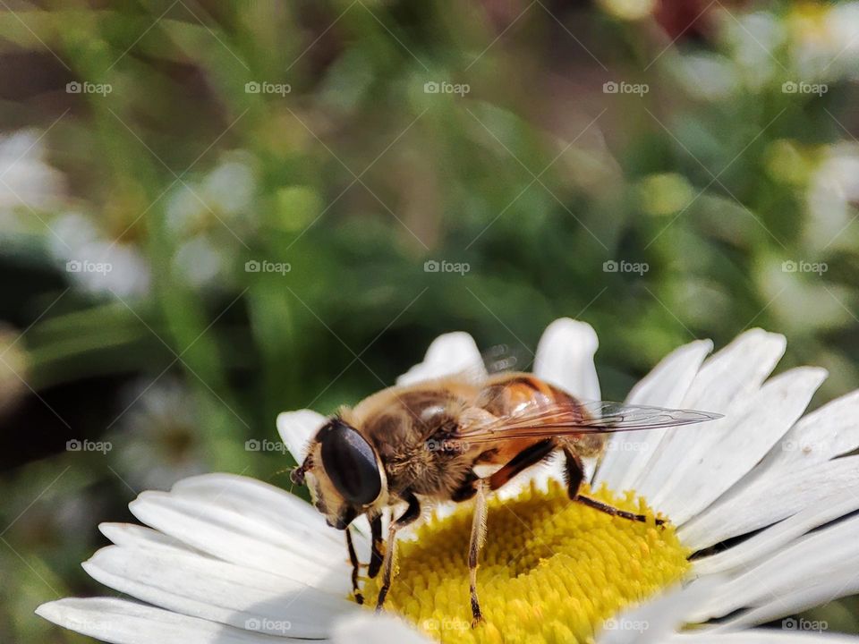 Honey bee collecting pollen