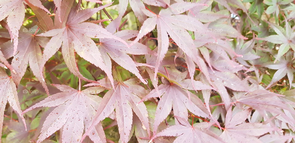 Leaves