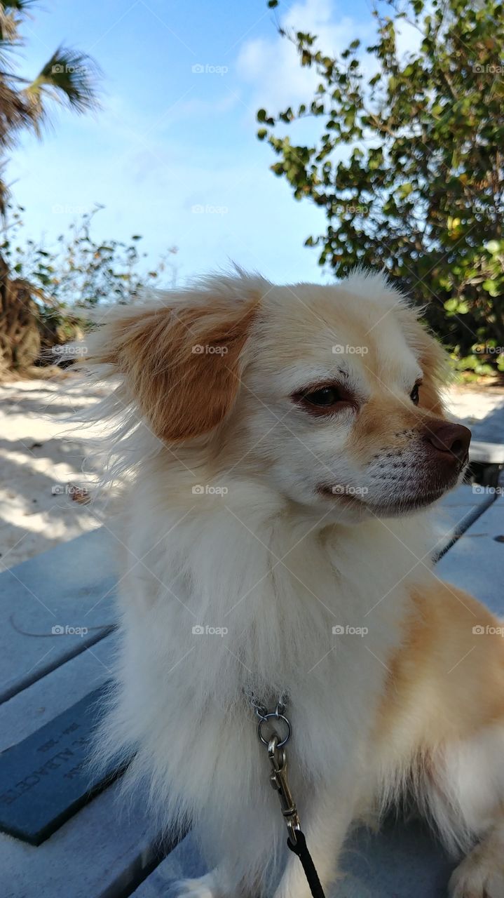 seaside Chihuahua picnic