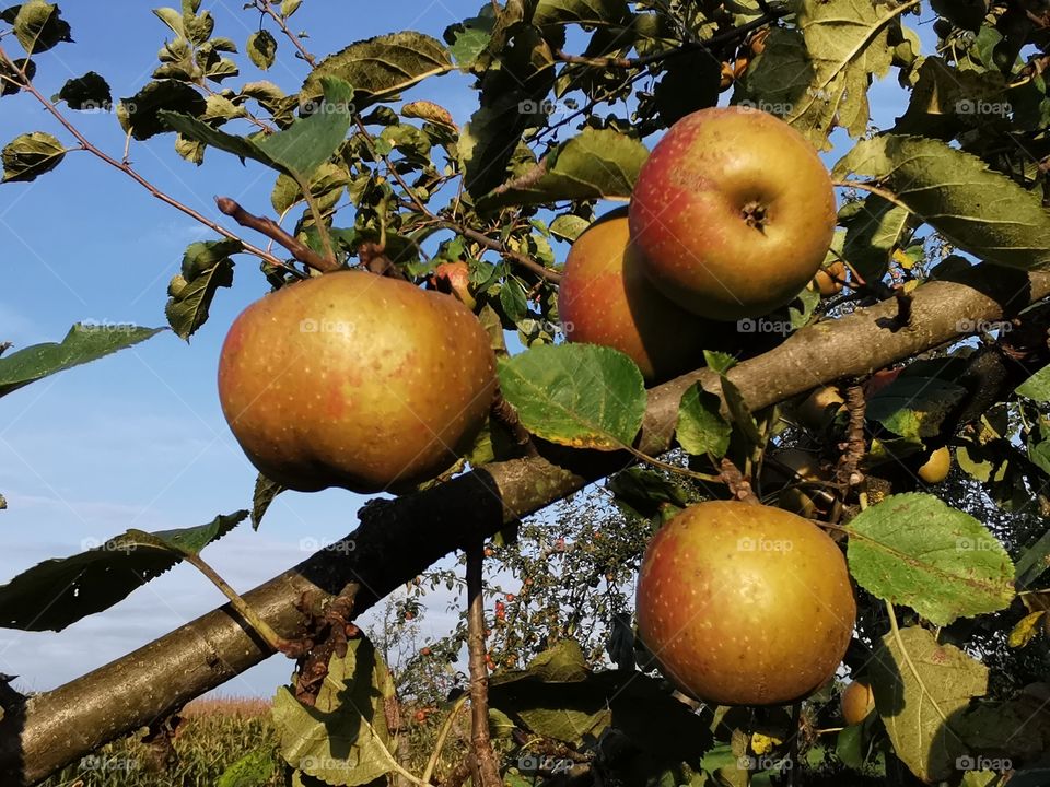 Boskow Äpfel am Baum im Abendlicht