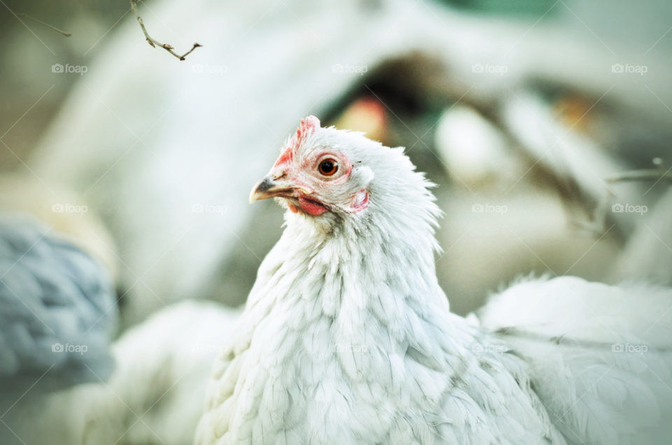 red japanese natur animal by nivoa