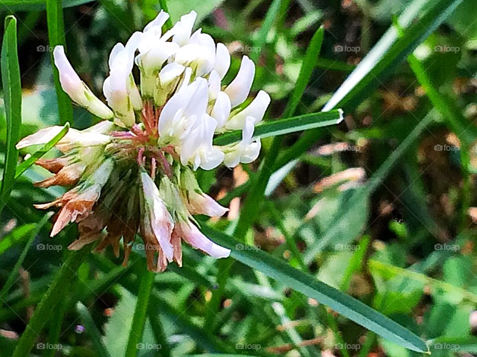 Clover flower 