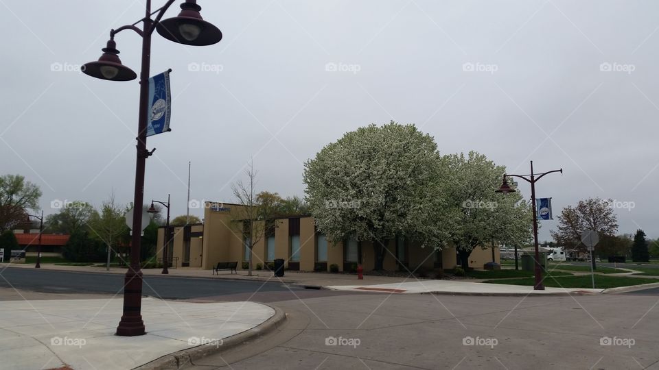 more blossoming trees by a building