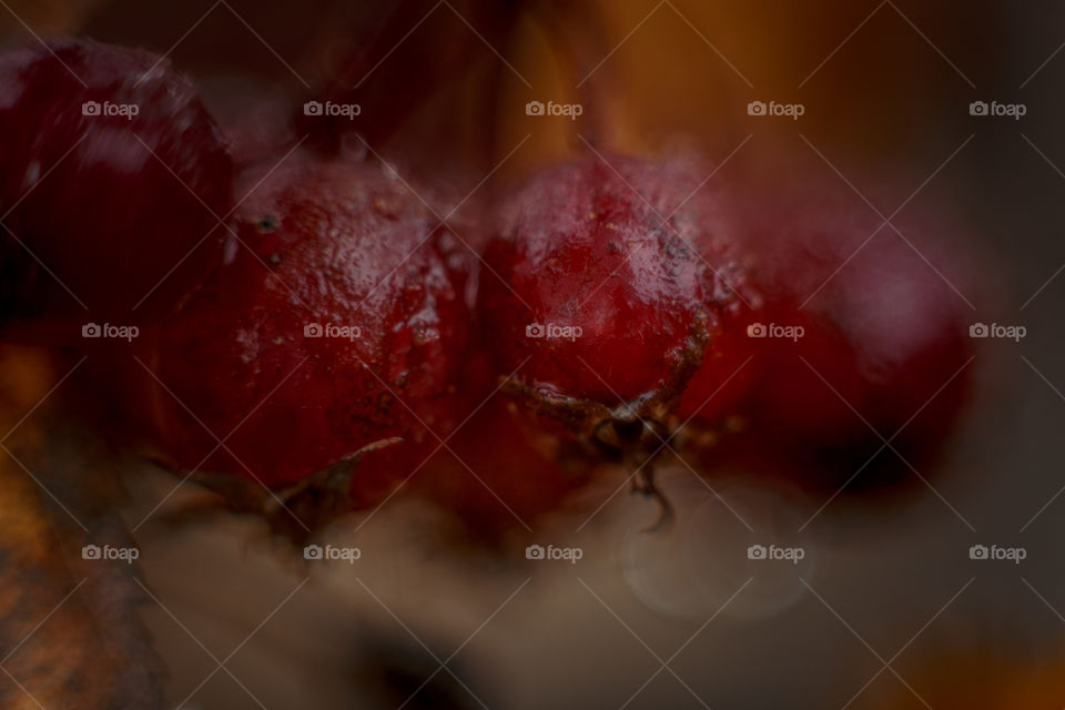 Autumn hawthorn berries macro photo