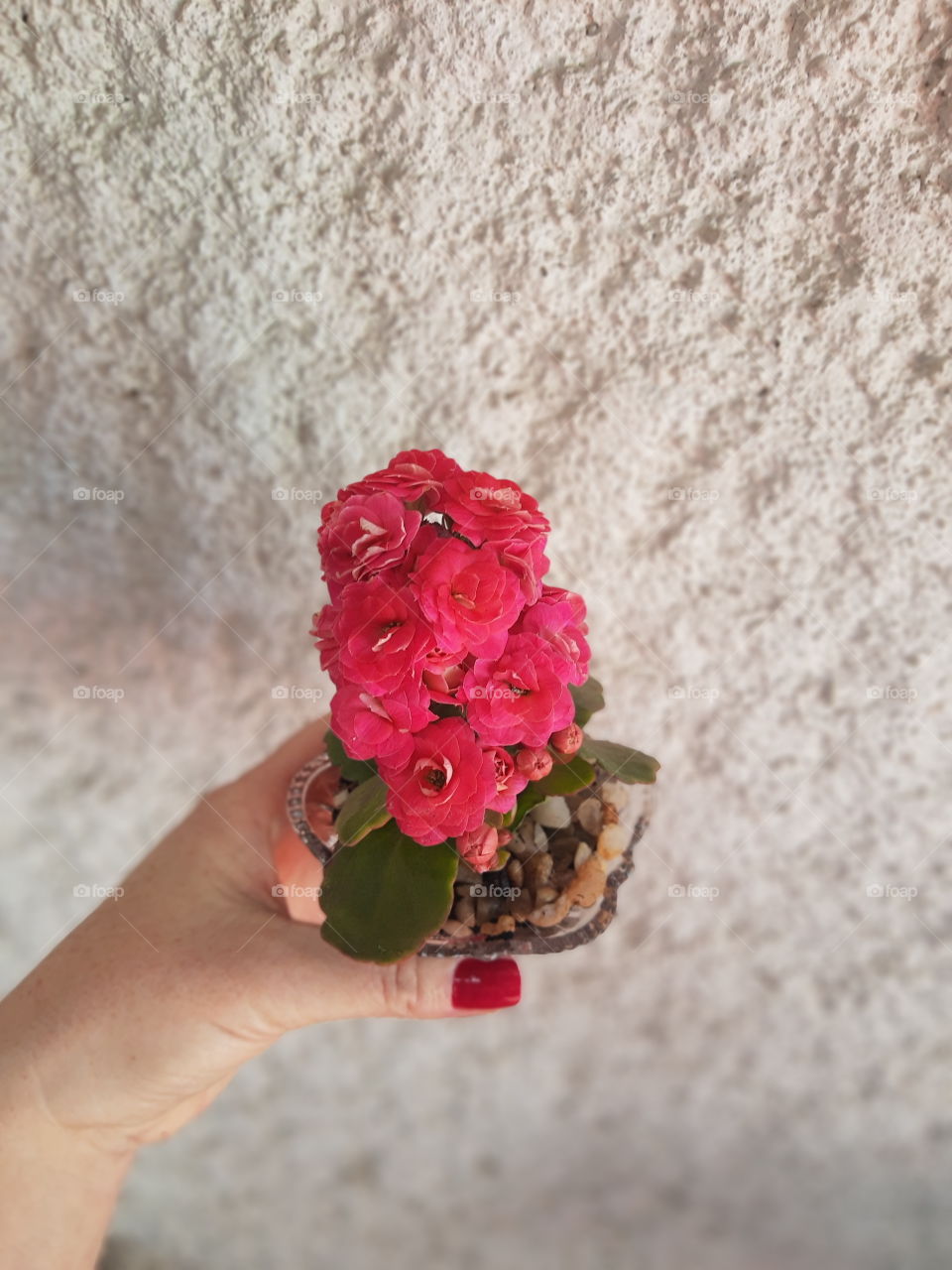 pink flowers arrangement
