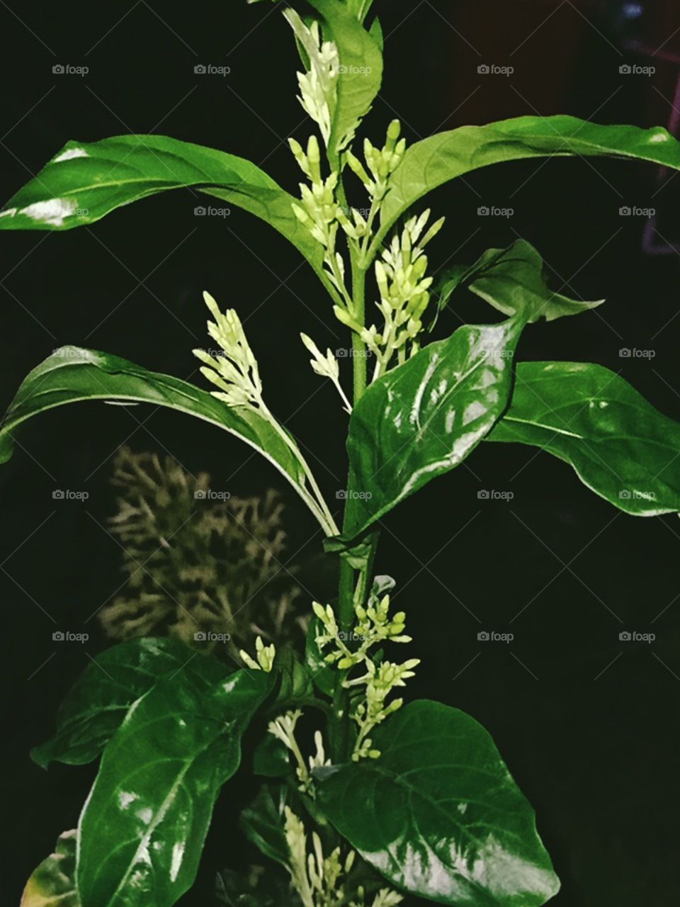 flowers🍀🌿🍃🍃