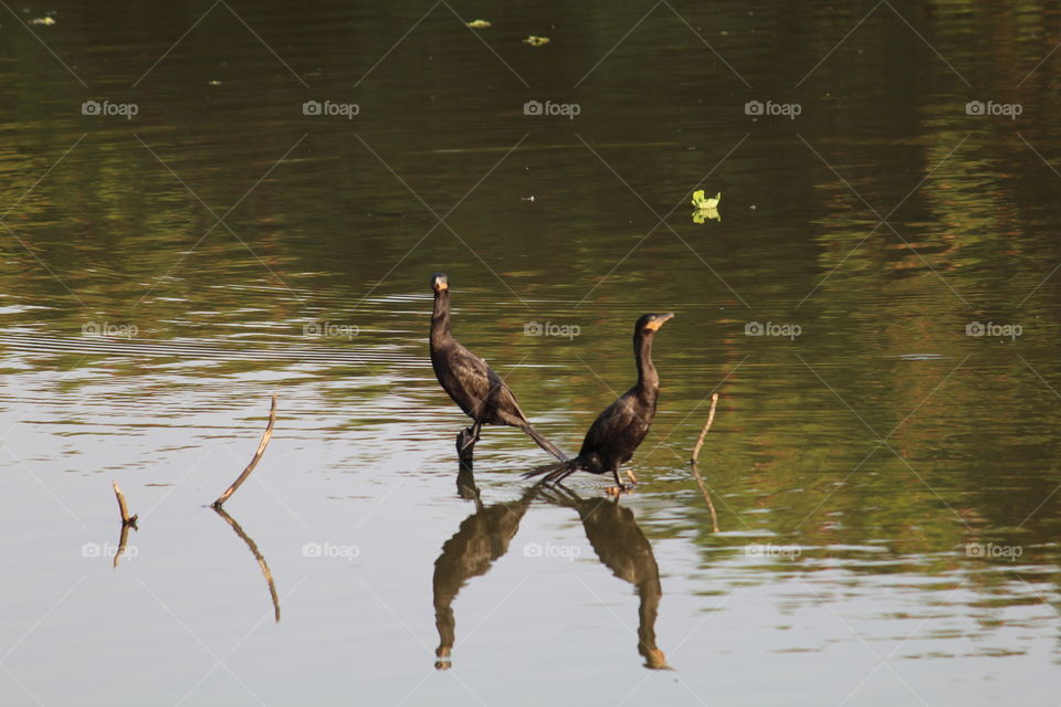 Dois pássaros e seus reflexos no lago