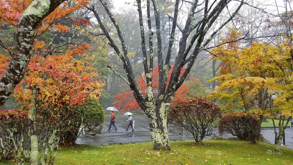 Foggy woods