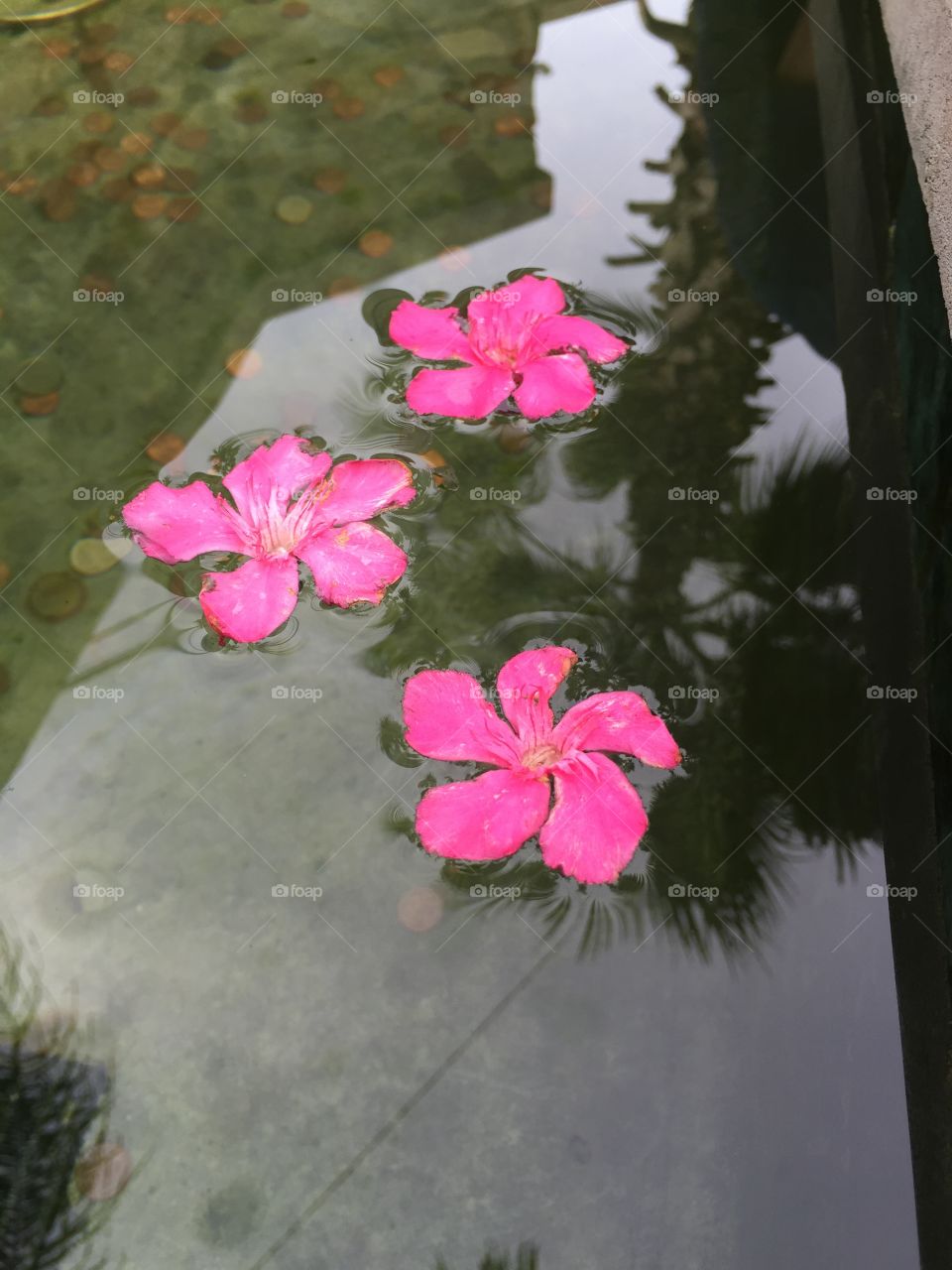 Flowers in the Fountain