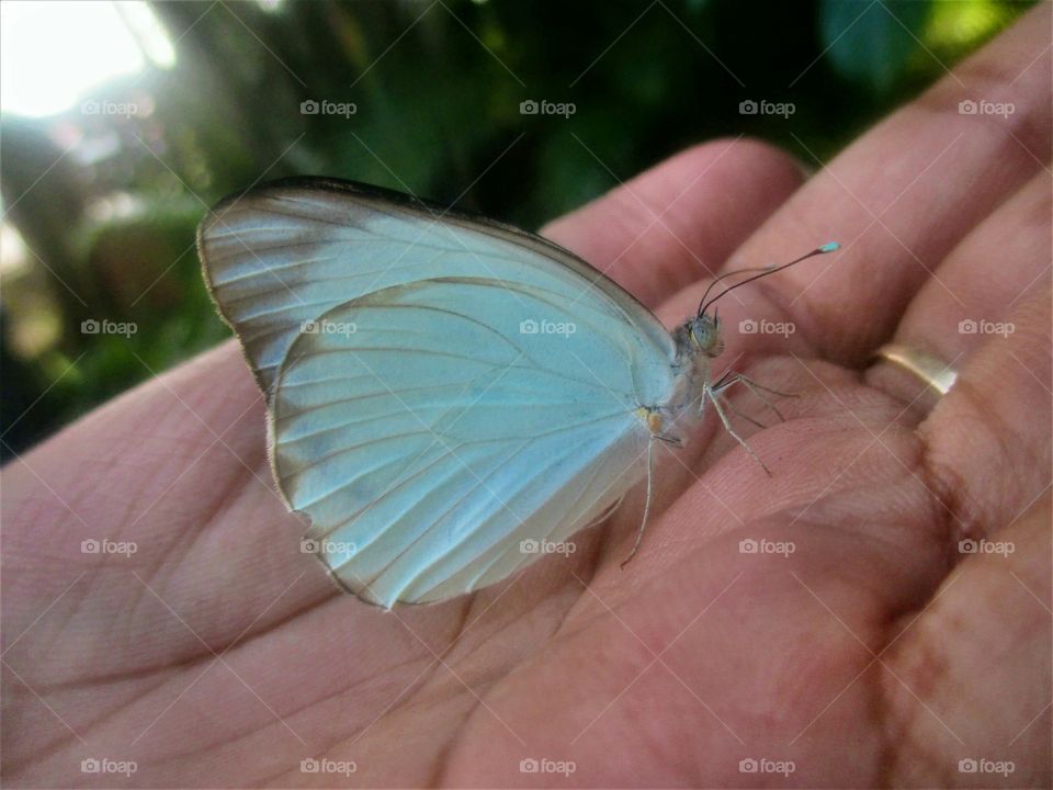 Ascia monuste butterfly