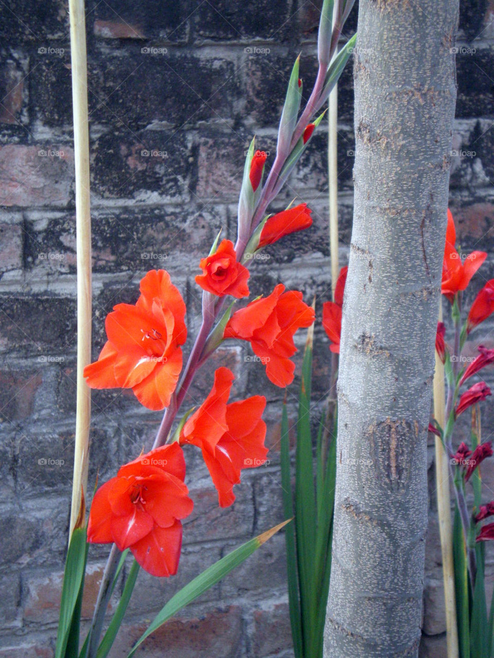 Red beauties to charm away the full greys.