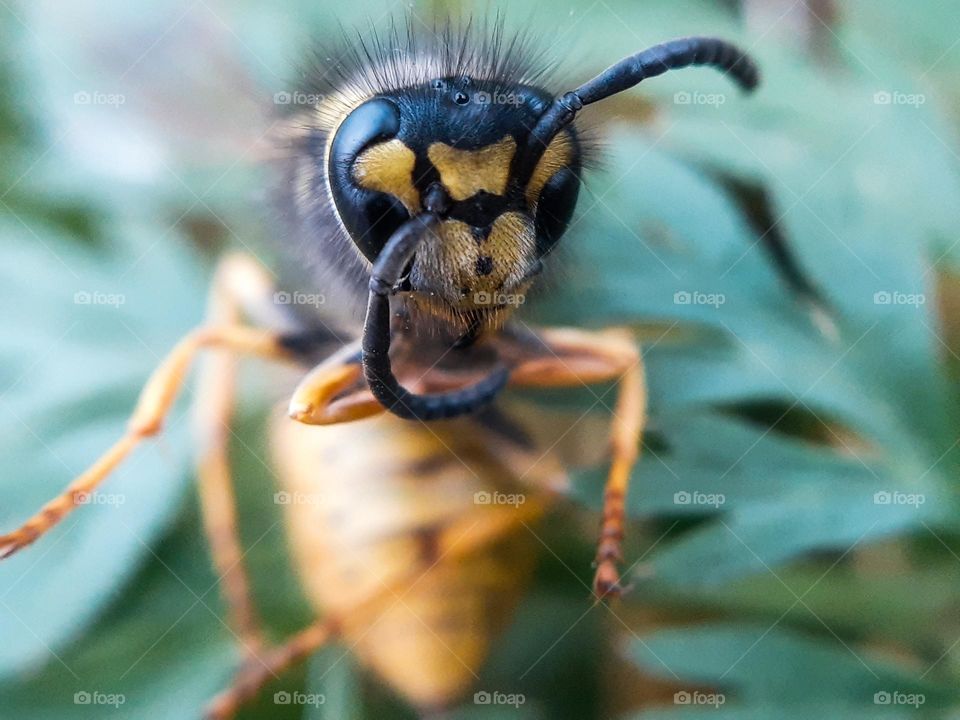 Ukrainian wasp before hibernation