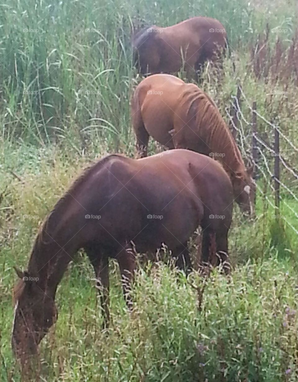 The American Quarter Horse, or Quarter Horse, is an American breed of horse that excels at sprinting short distances. Three horses grazing.   multiverse