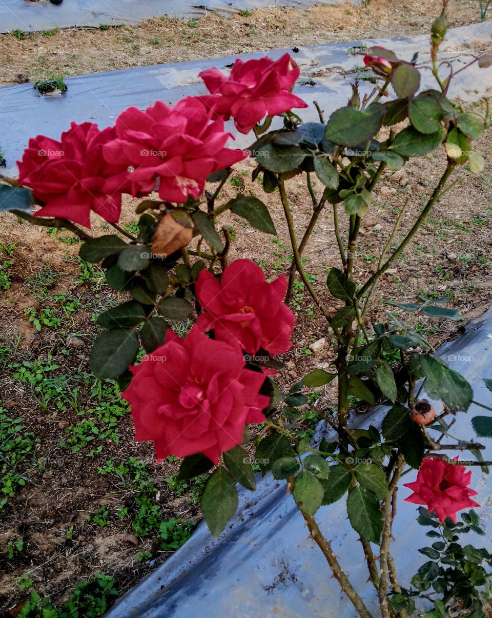 Beauty of Red Rose flowers