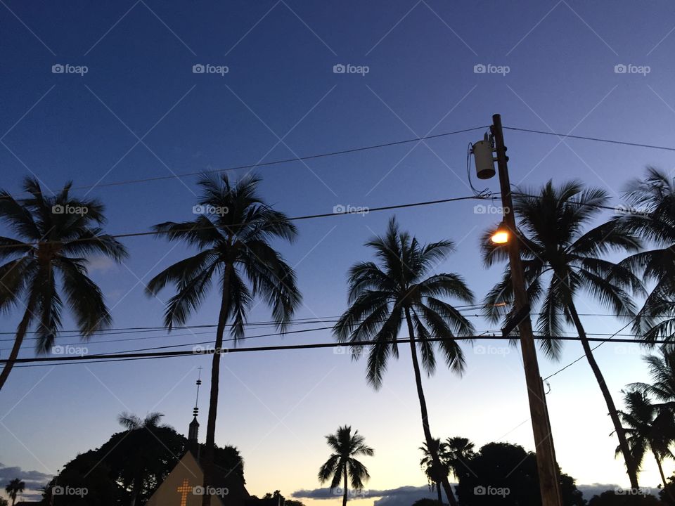 Palm trees and telephone wires.